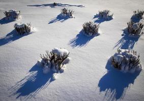 buskar täckta med snö foto