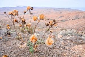 natursköna bergslandskap foto