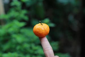 en stänga upp av mini citrus- frukt placerad på fingertopparna med träd i de bakgrund. frukt Foto begrepp.