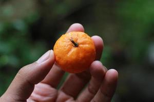 en stänga upp av handhållna miniatyr- citrus- frukt med träd i de bakgrund. frukt Foto begrepp.