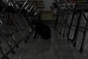 Foto av en svart katt uttryck med en bit av vit på några delar av dess kropp.
