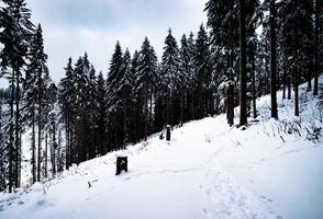 höggranskog på vintern foto