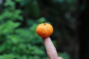 en stänga upp av mini citrus- frukt placerad på fingertopparna med träd i de bakgrund. frukt Foto begrepp.