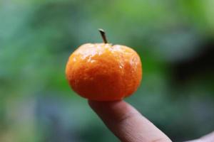 en stänga upp av mini citrus- frukt placerad på fingertopparna med träd i de bakgrund. frukt Foto begrepp.