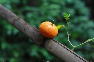 en stänga upp av mini citrus- frukt placerad på bambu pinnar med träd i de bakgrund. frukt Foto begrepp.