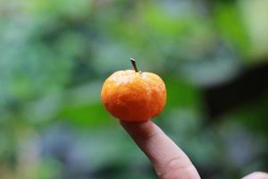 en stänga upp av mini citrus- frukt placerad på fingertopparna med träd i de bakgrund. frukt Foto begrepp.