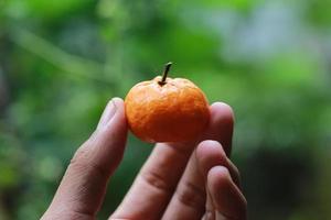 en stänga upp av handhållna miniatyr- citrus- frukt med träd i de bakgrund. frukt Foto begrepp.