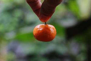 en stänga upp av handhållna miniatyr- citrus- frukt med träd i de bakgrund. frukt Foto begrepp.