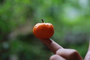 en stänga upp av mini citrus- frukt placerad på fingertopparna med träd i de bakgrund. frukt Foto begrepp.