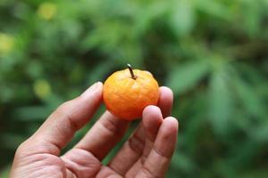 en stänga upp av handhållna miniatyr- citrus- frukt med träd i de bakgrund. frukt Foto begrepp.
