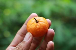 en stänga upp av handhållna miniatyr- citrus- frukt med träd i de bakgrund. frukt Foto begrepp.