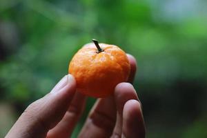 en stänga upp av handhållna miniatyr- citrus- frukt med träd i de bakgrund. frukt Foto begrepp.