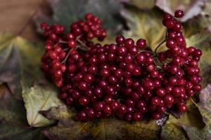 röda viburnum bär foto