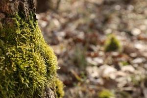 gulgrön suddig mossa på de fot av de träd trunk i de skog. tunn fokus område, suddig brun trä bakgrund. natur vår säsong, solig dag. plats för text. foto