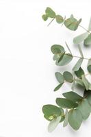 eukalyptus gren på vit bakgrund. foto