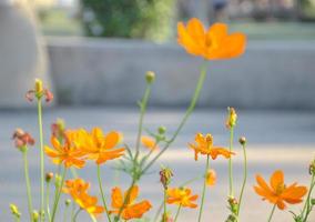 orange blommor blomma i de trädgård. foto
