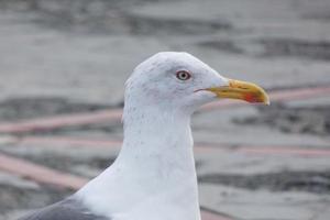 fiskmås på resten uppflugen på de asfalt jord foto