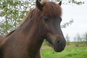 brun häst på bete - närbild på huvud foto