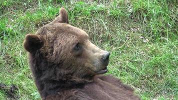 europeisk brun Björn äter gräs i skog foto