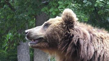 kamchatka brun Björn ursus arctos beringianus foto