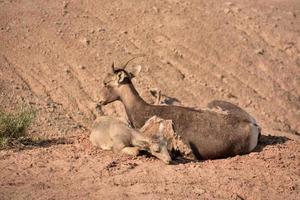 familj av Stort horn får vilar i de badlands foto