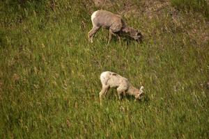 par av Stort horn får betning i en gräs äng foto