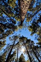 naturskön skog landskap foto