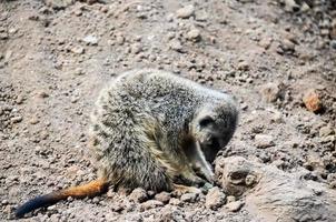 meerkat på de Zoo foto