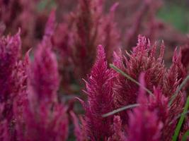 fläck bakgrund tapet röd rosa Färg blomma växt blad flora kronblad bukett friskhet mönster romantisk dekoration prydnad sommar vår säsong tid kärlek ljus pastell textur firande festival foto