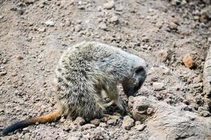 meerkat på de Zoo foto