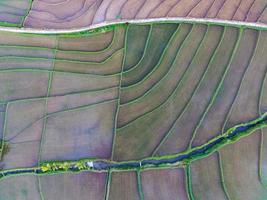 antenn se av grön ris terrasser i indonesien foto