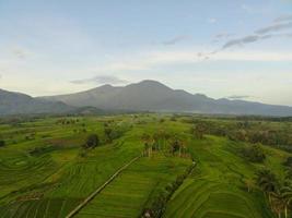 antenn se av grön ris terrasser i indonesien foto