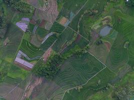 antenn se av grön ris terrasser i indonesien foto