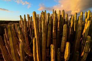 kaktusar i de öken- foto