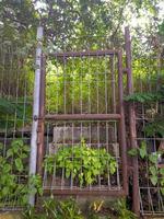 ett gammal rostig järn staket omgiven förbi ogräs foto