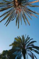 palmer och blå himmel i ett tropiskt klimat foto