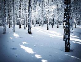 tät gran snöig skog foto