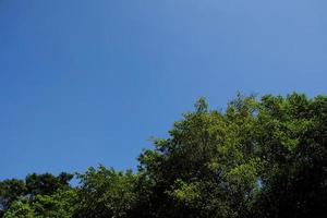 botten se av träd i de trädgård med skön blå himmel. foto