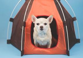brun kort hår chihuahua hund Sammanträde i orange camping tält på blå bakgrund. ser på kamera. foto