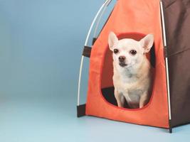 brun kort hår chihuahua hund Sammanträde i orange camping tält på blå bakgrund. ser på kamera. foto