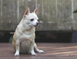 brun kort hår chihuahua hund Sammanträde på trä- golv med trä- vägg bakgrund. foto