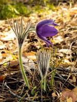 de först blommor, snödroppar, i de skog på en vår dag foto