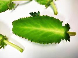 bryophyllum pinnatum ,kalanchoe pinnata löv isolerat på vit bakgrund foto