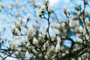 skön magnolia blommor i Tyskland foto