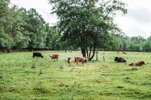 högland nötkreatur stående på grön gräs foto