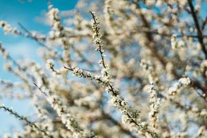 körsbär blommar i vår bakgrund foto