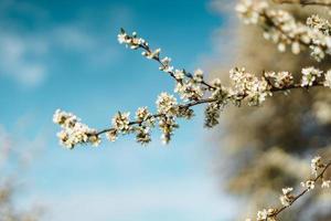 körsbär blommar i vår bakgrund foto