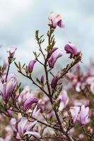 skön magnolia blommor i Tyskland foto