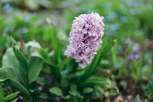 närbild av en hyacinthus orientalis, de allmänning hyacint, trädgård hyacint eller dutch hyacint foto