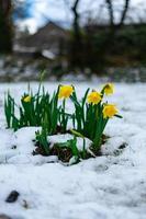 blomning narciss med regndroppar på den i vår med snö på de jord foto